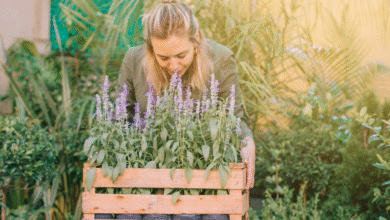 Fresh lavender