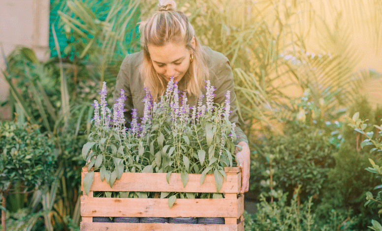 Fresh lavender