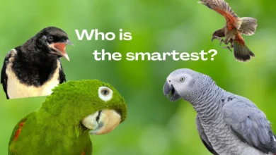 The Smartest Bird: Amazing Facts About the Brainiest Birds in the World