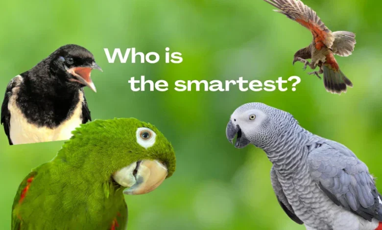 The Smartest Bird: Amazing Facts About the Brainiest Birds in the World